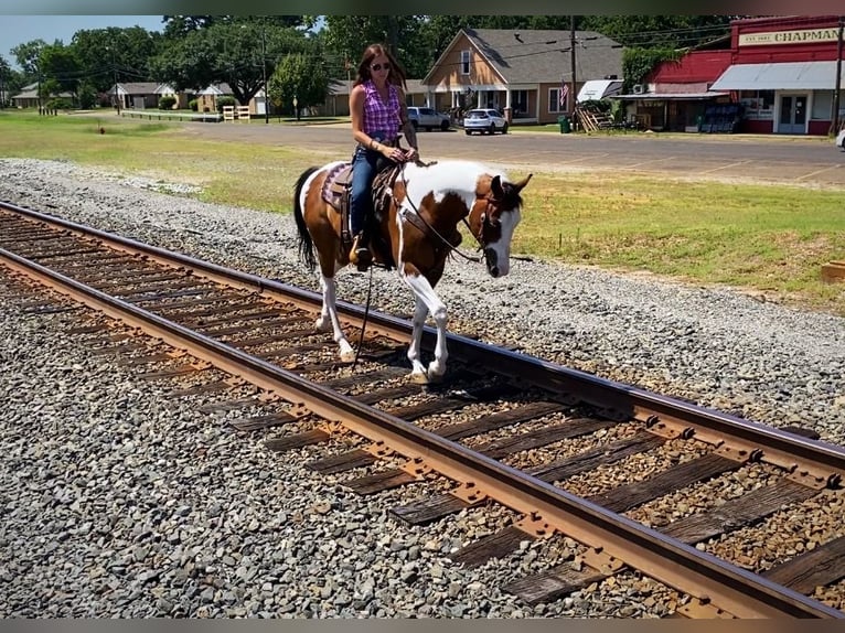 American Quarter Horse Castrone 11 Anni 163 cm Tobiano-tutti i colori in Grapeland TX