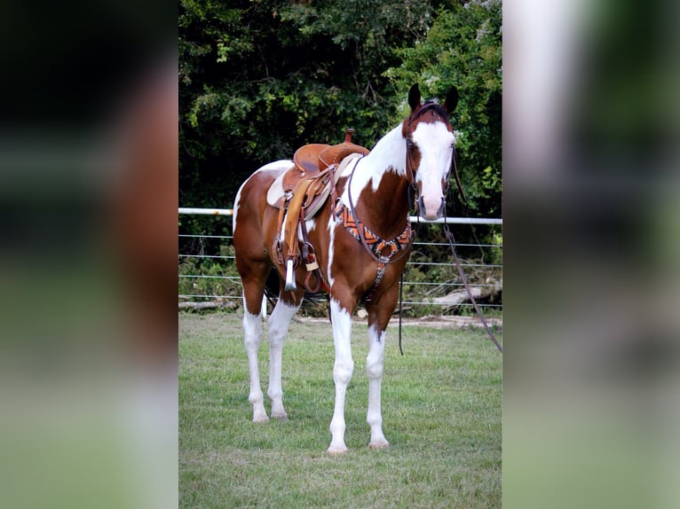 American Quarter Horse Castrone 11 Anni 163 cm Tobiano-tutti i colori in Grapeland TX