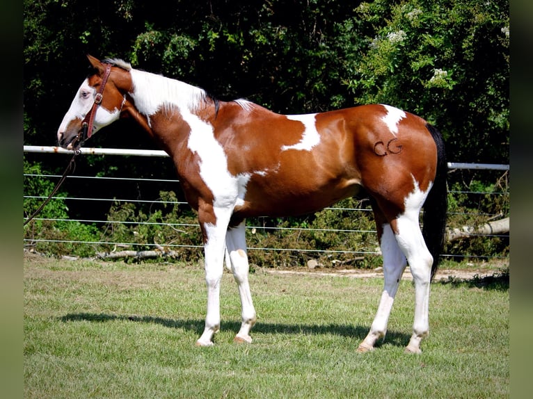 American Quarter Horse Castrone 11 Anni 163 cm Tobiano-tutti i colori in Grapeland TX