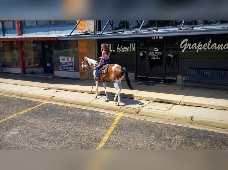 American Quarter Horse Castrone 11 Anni 163 cm Tobiano-tutti i colori in Grapeland TX