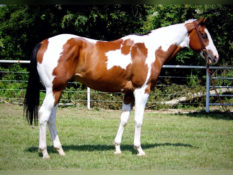 American Quarter Horse Castrone 11 Anni 163 cm Tobiano-tutti i colori in Grapeland TX