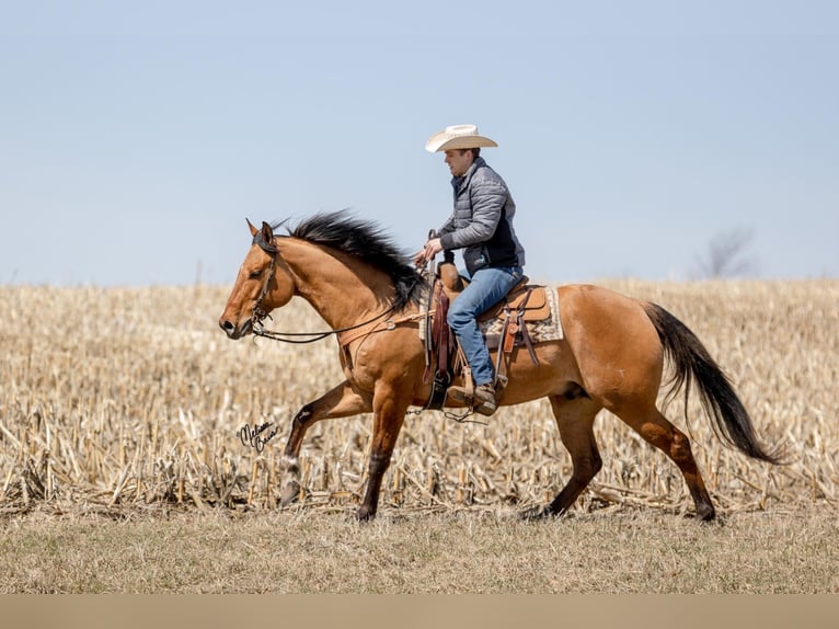 American Quarter Horse Castrone 11 Anni 163 cm Tobiano-tutti i colori in river falls WI