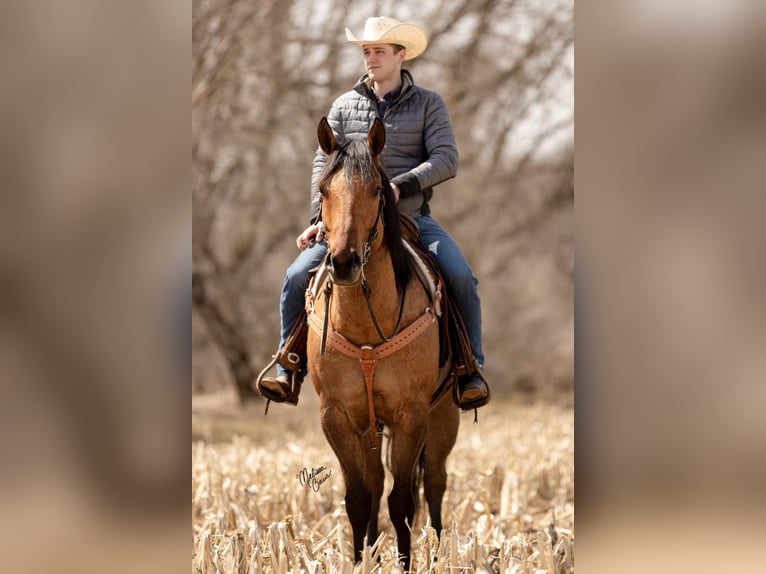 American Quarter Horse Castrone 11 Anni 163 cm Tobiano-tutti i colori in river falls WI