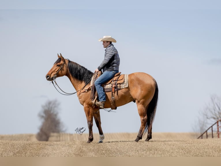 American Quarter Horse Castrone 11 Anni 163 cm Tobiano-tutti i colori in river falls WI