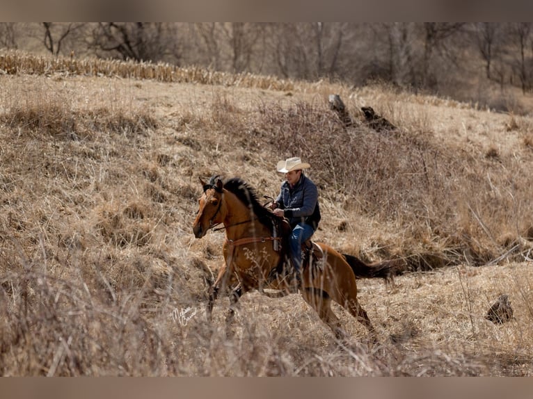 American Quarter Horse Castrone 11 Anni 163 cm Tobiano-tutti i colori in river falls WI