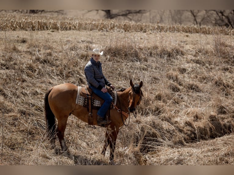 American Quarter Horse Castrone 11 Anni 163 cm Tobiano-tutti i colori in river falls WI