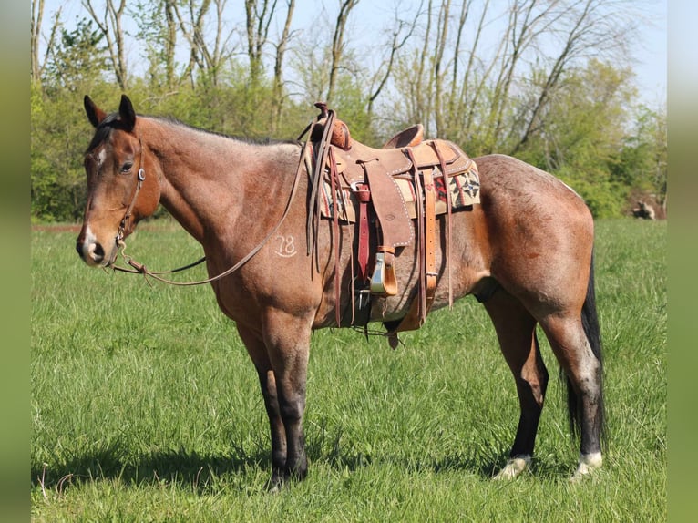 American Quarter Horse Castrone 11 Anni 165 cm Baio ciliegia in Charleston IL