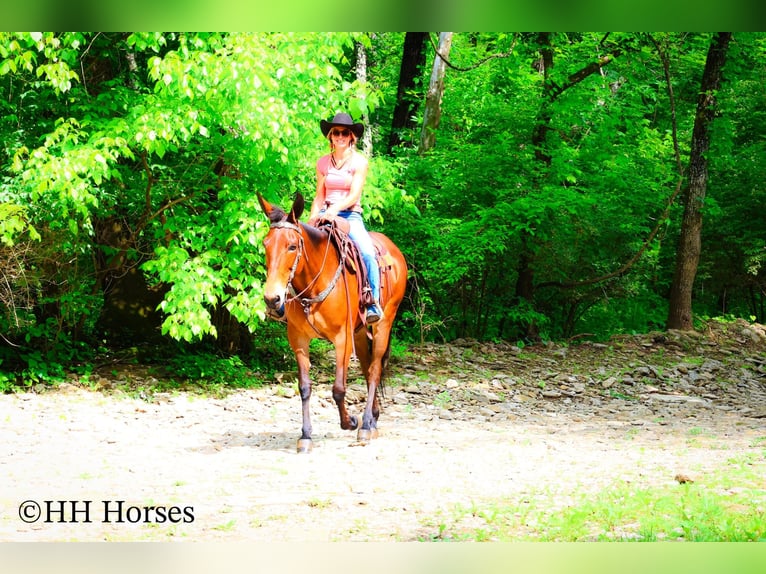 American Quarter Horse Castrone 11 Anni 165 cm Baio ciliegia in Flemingsburg KY