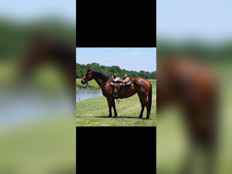 American Quarter Horse Castrone 11 Anni 165 cm Baio ciliegia in Guthrie OK