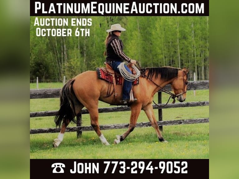 American Quarter Horse Castrone 11 Anni 165 cm Pelle di daino in Goshen OH