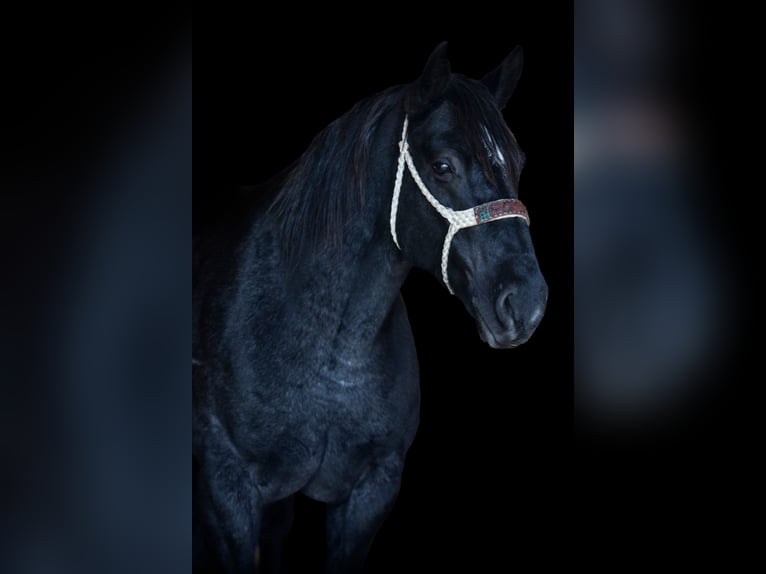 American Quarter Horse Castrone 11 Anni 165 cm Roano blu in weatherford TX