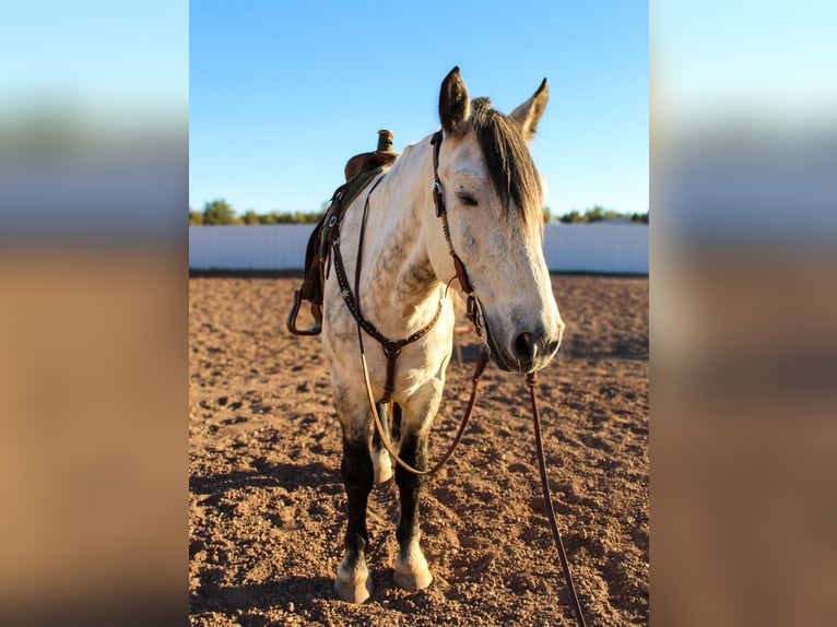 American Quarter Horse Castrone 11 Anni 168 cm Grigio pezzato in Roswell, NM