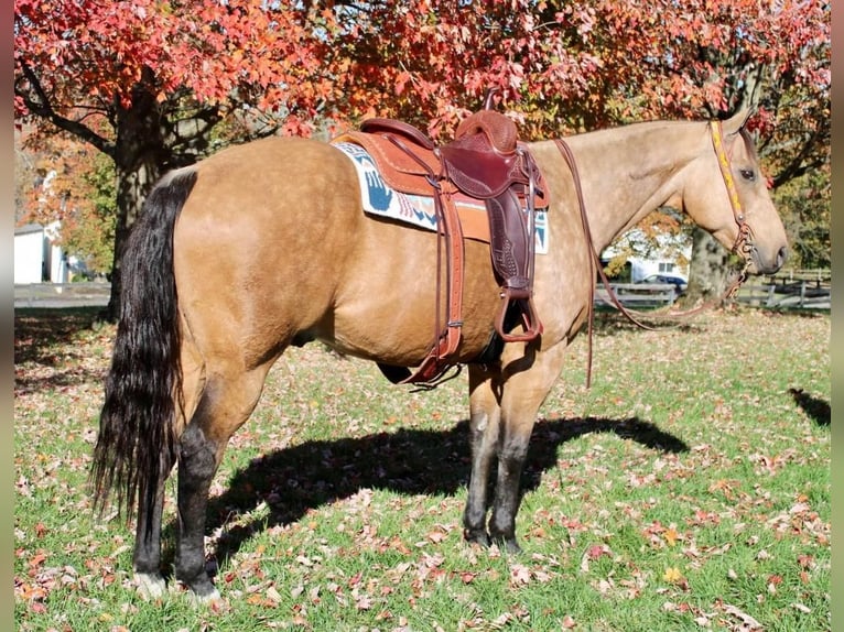 American Quarter Horse Mix Castrone 11 Anni 168 cm Pelle di daino in Allentown, NJ