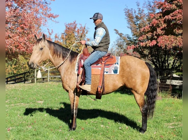 American Quarter Horse Mix Castrone 11 Anni 168 cm Pelle di daino in Allentown, NJ
