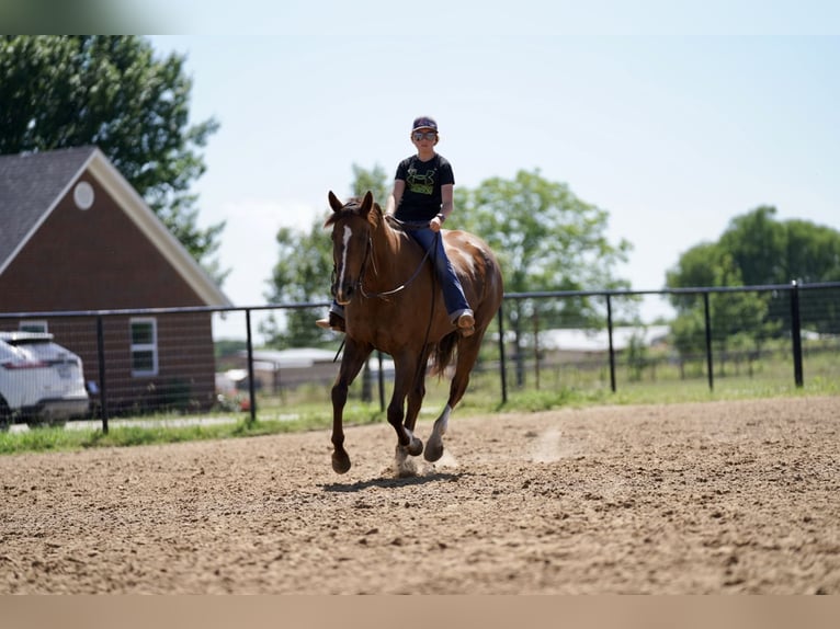 American Quarter Horse Castrone 11 Anni 168 cm Sauro scuro in Kaufman