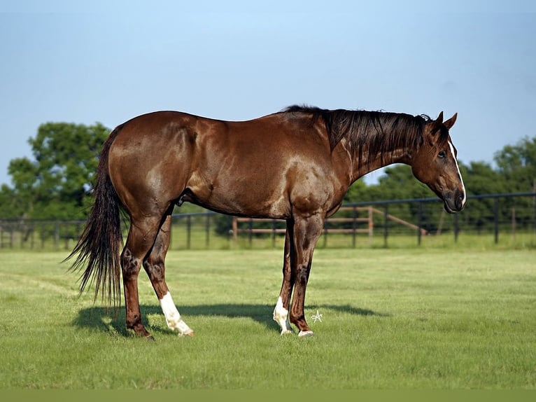 American Quarter Horse Castrone 11 Anni 168 cm Sauro scuro in Kaufman