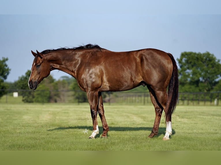 American Quarter Horse Castrone 11 Anni 168 cm Sauro scuro in Kaufman