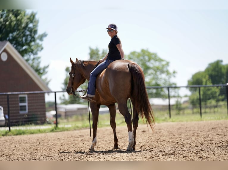 American Quarter Horse Castrone 11 Anni 168 cm Sauro scuro in Kaufman