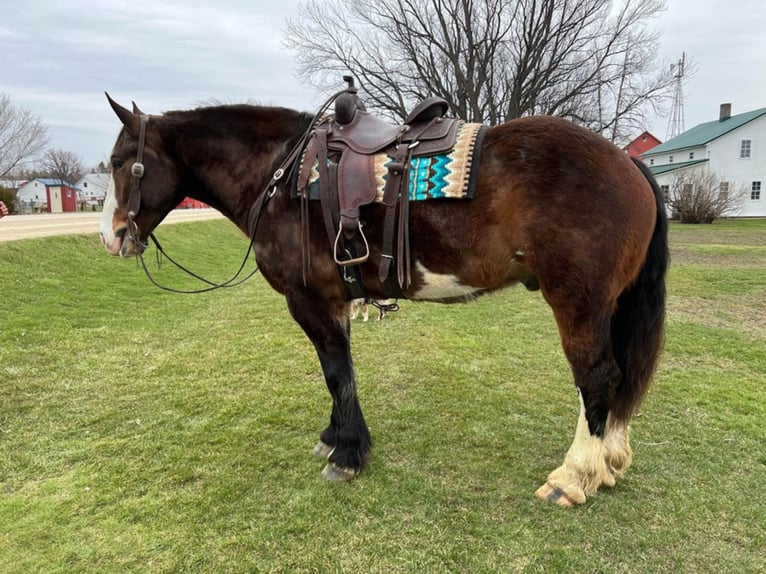 American Quarter Horse Castrone 11 Anni 173 cm Baio ciliegia in Hazelton IA