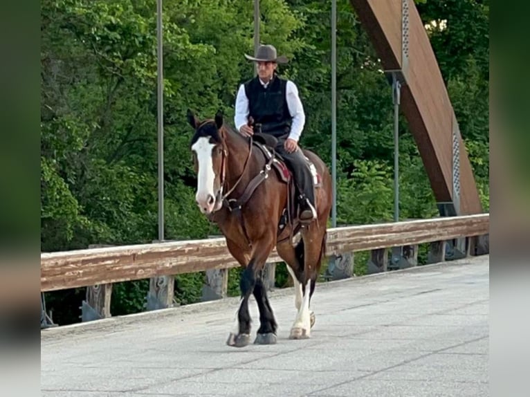 American Quarter Horse Castrone 11 Anni 173 cm Baio ciliegia in Hazelton IA