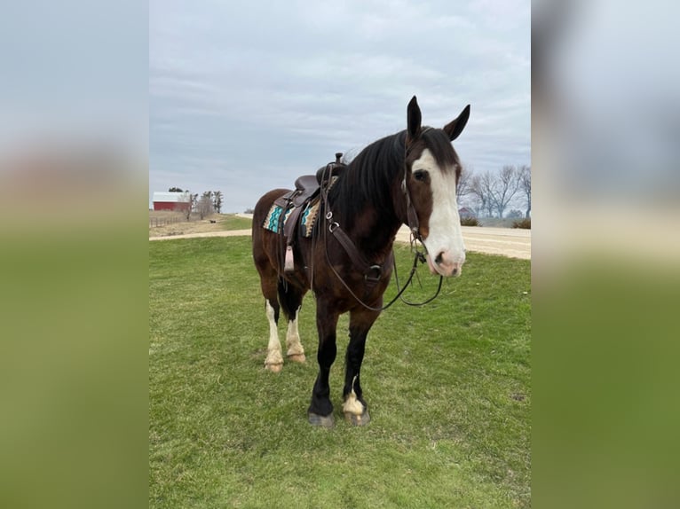 American Quarter Horse Castrone 11 Anni 173 cm Baio ciliegia in Hazelton IA