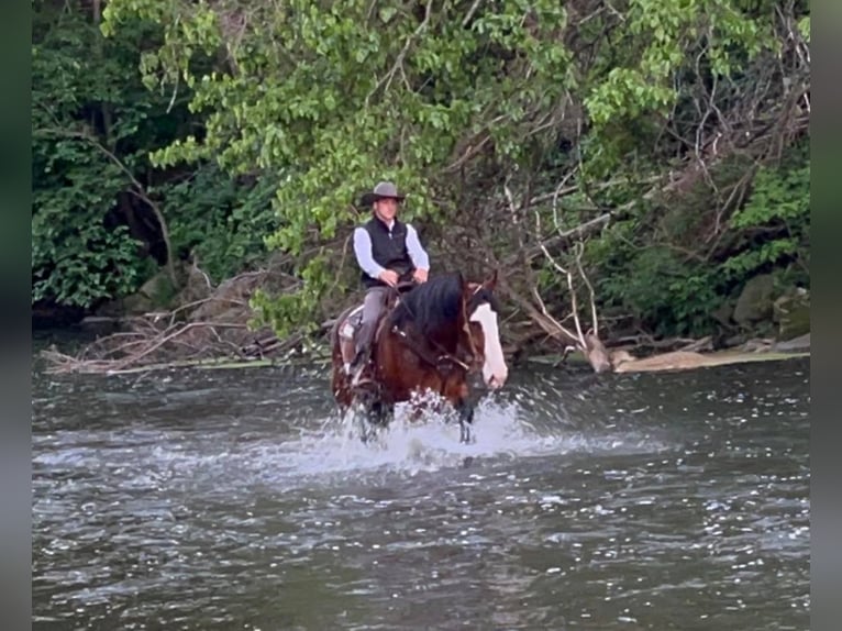 American Quarter Horse Castrone 11 Anni 173 cm Baio ciliegia in Hazelton IA