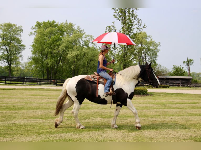 American Quarter Horse Castrone 11 Anni 173 cm Tobiano-tutti i colori in Highland MI
