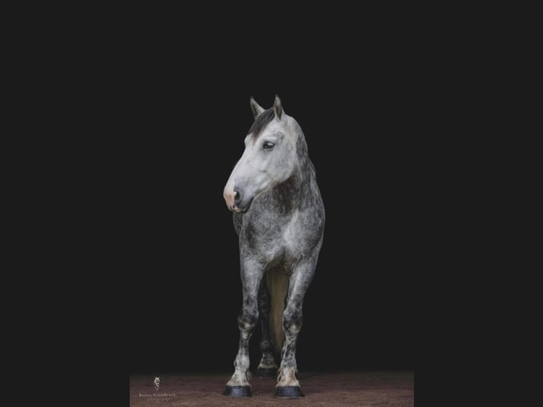 American Quarter Horse Castrone 11 Anni 175 cm Grigio pezzato in Everett PA