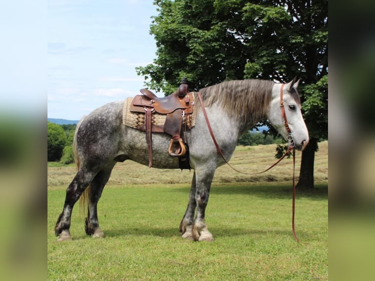 American Quarter Horse Castrone 11 Anni 175 cm Grigio pezzato in Everett PA