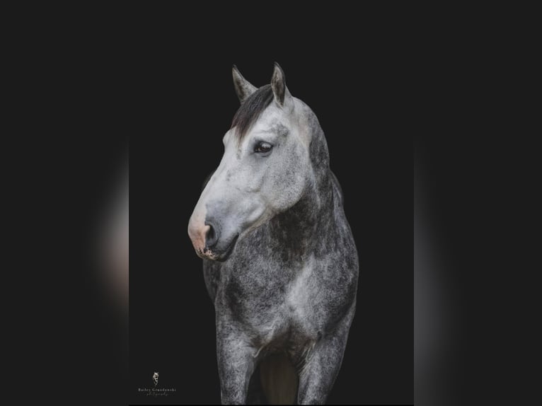 American Quarter Horse Castrone 11 Anni 175 cm Grigio pezzato in Everett PA