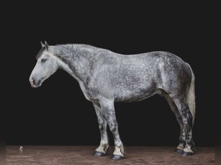 American Quarter Horse Castrone 11 Anni 175 cm Grigio pezzato in Everett PA