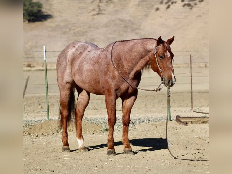 American Quarter Horse Castrone 11 Anni Baio in Hannover