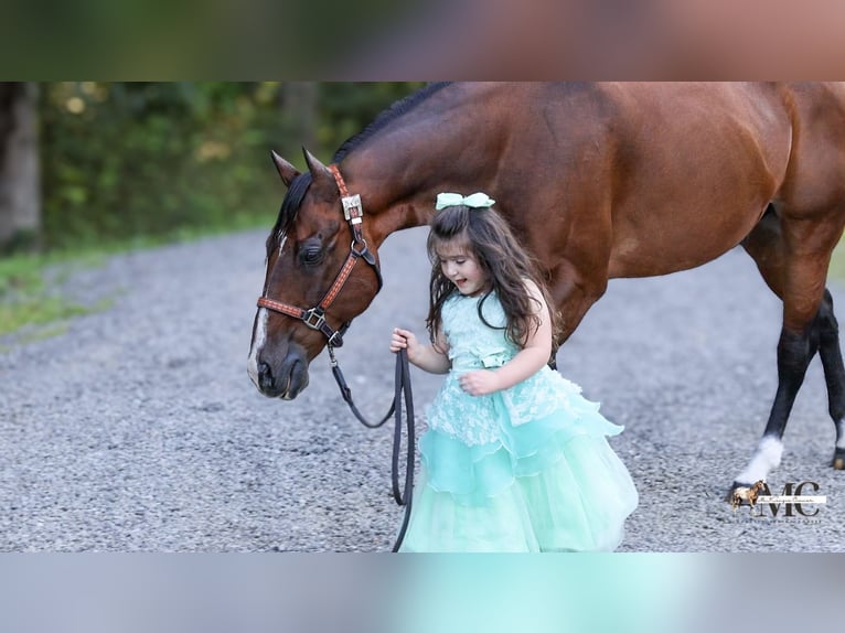 American Quarter Horse Castrone 11 Anni Baio ciliegia in North Bloomfield