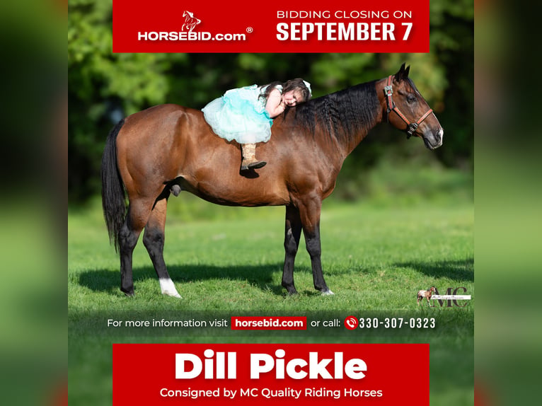 American Quarter Horse Castrone 11 Anni Baio ciliegia in North Bloomfield
