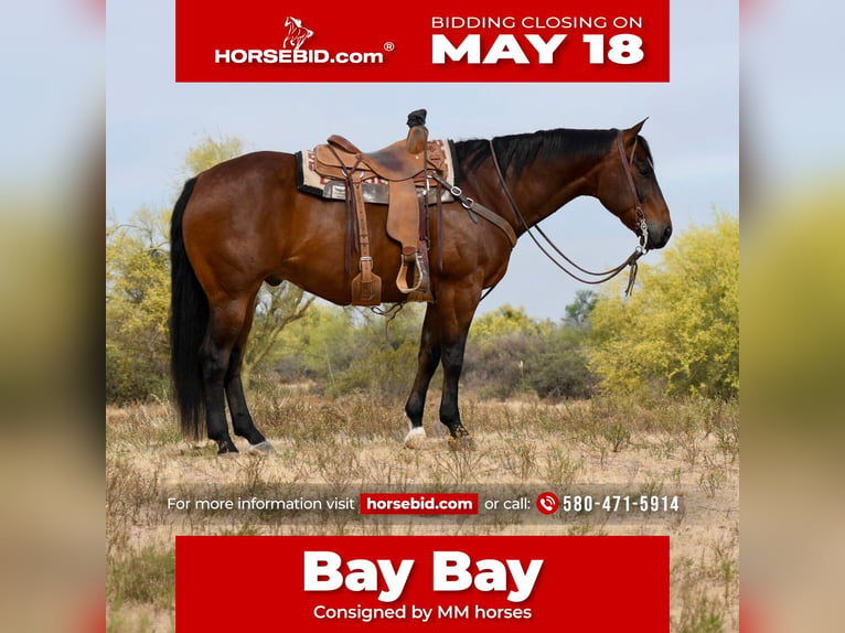 American Quarter Horse Castrone 11 Anni Baio ciliegia in Cave Creek
