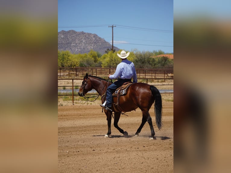 American Quarter Horse Castrone 11 Anni Baio ciliegia in Cave Creek