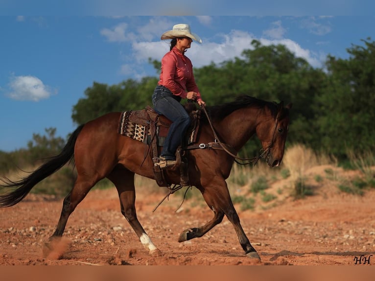 American Quarter Horse Castrone 11 Anni Baio ciliegia in Canyon, TX