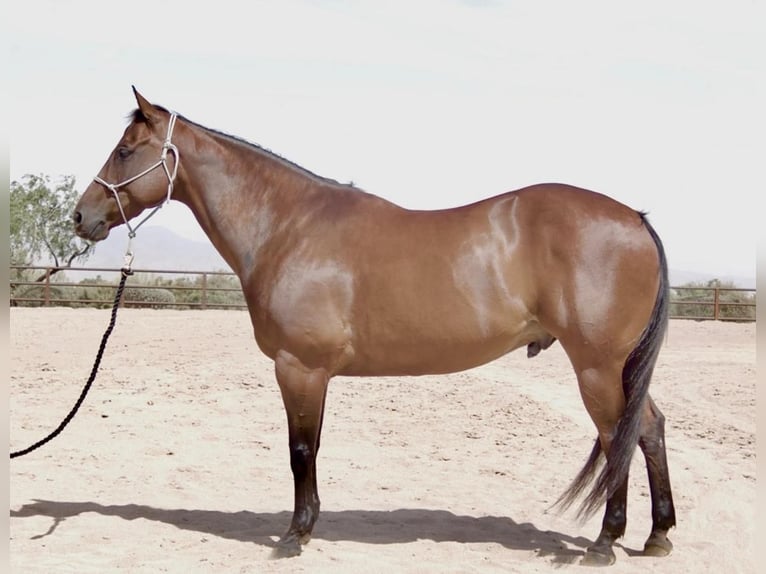 American Quarter Horse Castrone 11 Anni Baio ciliegia in Scottsdale, AZ