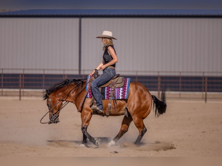 American Quarter Horse Castrone 11 Anni Baio ciliegia in Canistota