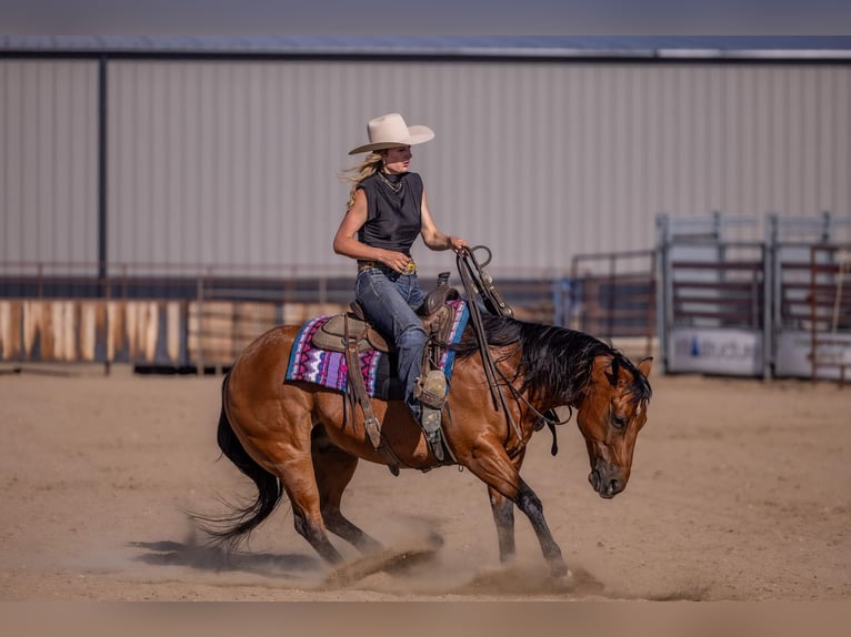 American Quarter Horse Castrone 11 Anni Baio ciliegia in Canistota