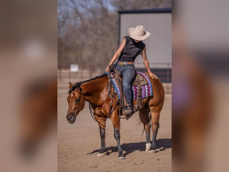 American Quarter Horse Castrone 11 Anni Baio ciliegia in Canistota