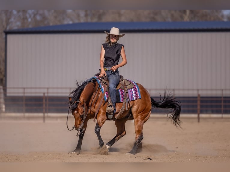 American Quarter Horse Castrone 11 Anni Baio ciliegia in Canistota
