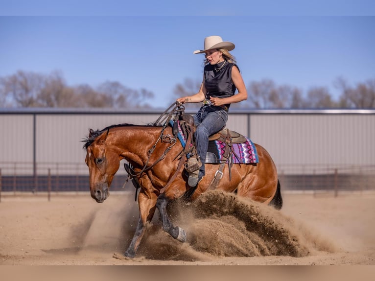 American Quarter Horse Castrone 11 Anni Baio ciliegia in Canistota