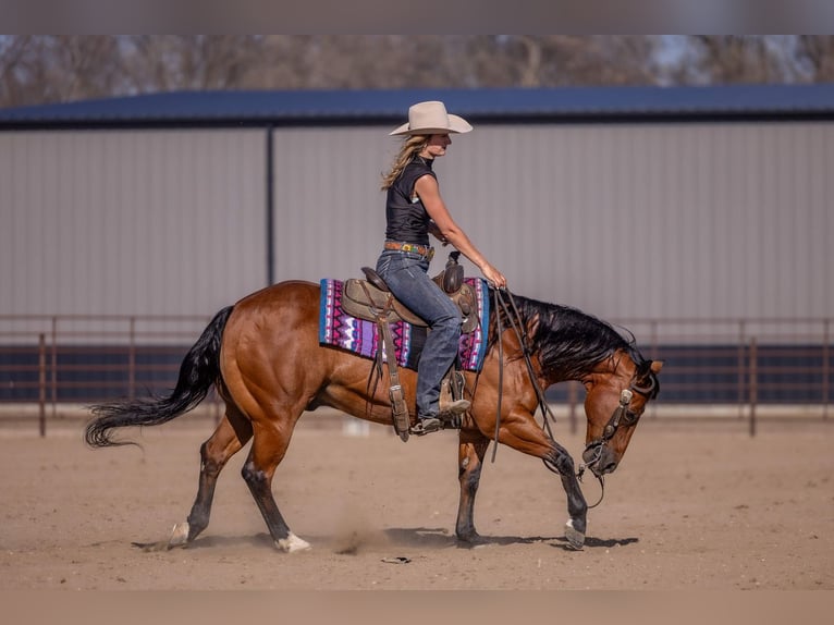 American Quarter Horse Castrone 11 Anni Baio ciliegia in Canistota