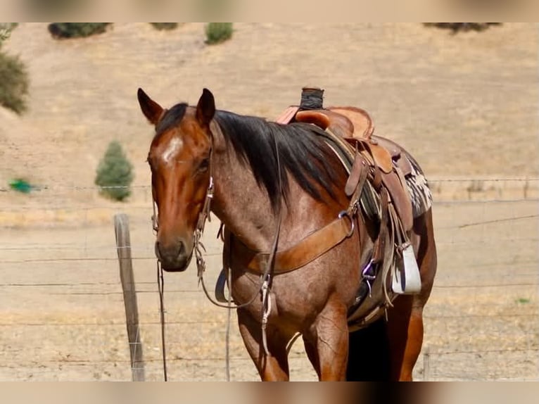 American Quarter Horse Castrone 11 Anni Baio roano in Tres Pinos
