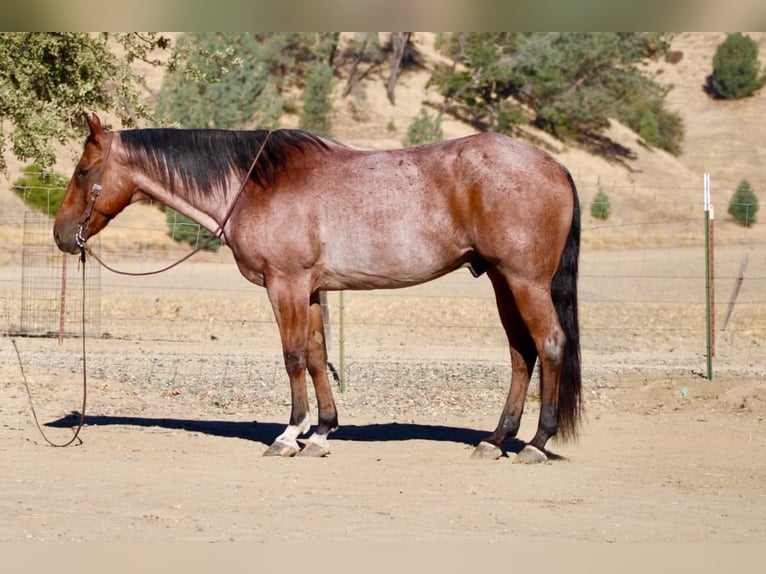American Quarter Horse Castrone 11 Anni Baio roano in Tres Pinos