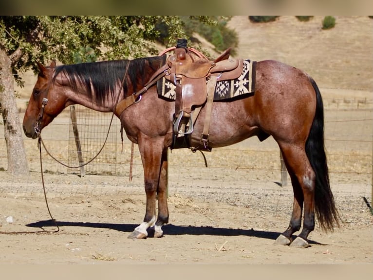 American Quarter Horse Castrone 11 Anni Baio roano in Tres Pinos