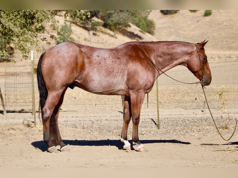 American Quarter Horse Castrone 11 Anni Baio roano in Tres Pinos