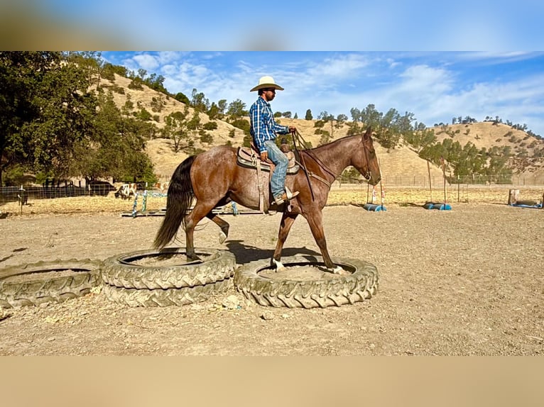 American Quarter Horse Castrone 11 Anni Baio roano in Tres Pinos