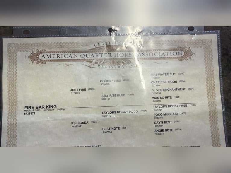 American Quarter Horse Castrone 11 Anni Baio roano in Tres Pinos